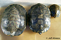 red-eared slider
