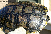 red-eared slider