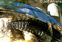 red-eared slider