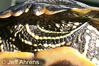 red-eared slider