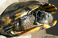 red-eared slider