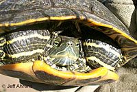 red-eared slider