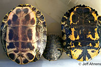 red-eared slider