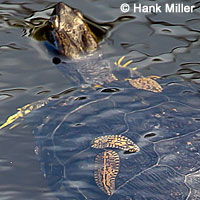 Red-eared Slider