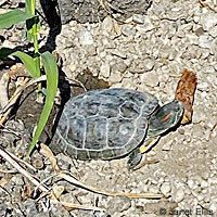Pacific Pond Turtle