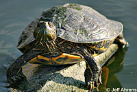 Red-eared Slider