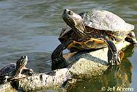 Red-eared Slider