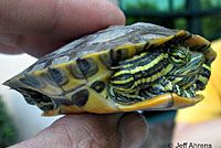 Red-eared Slider