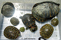 Red-eared Slider