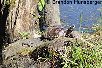Pacific Pond Turtle