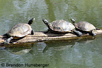 Pacific Pond Turtle
