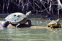 Pacific Pond Turtle