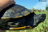 red-eared slider