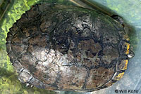 red-eared slider