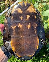 red-eared slider