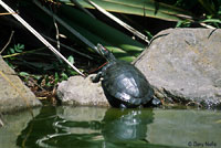 Red-eared Slider