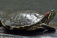 Red-eared Slider