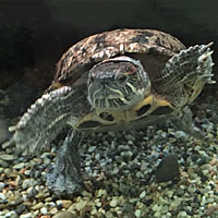 red-eared slider
