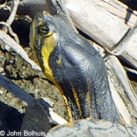 Red-eared Slider