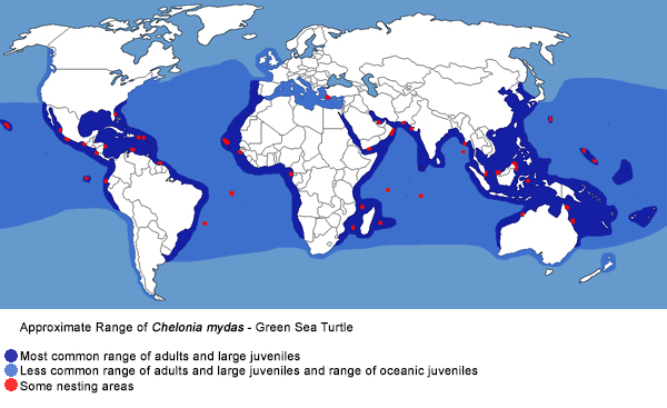 Green Sea Turtle - Chelonia mydas